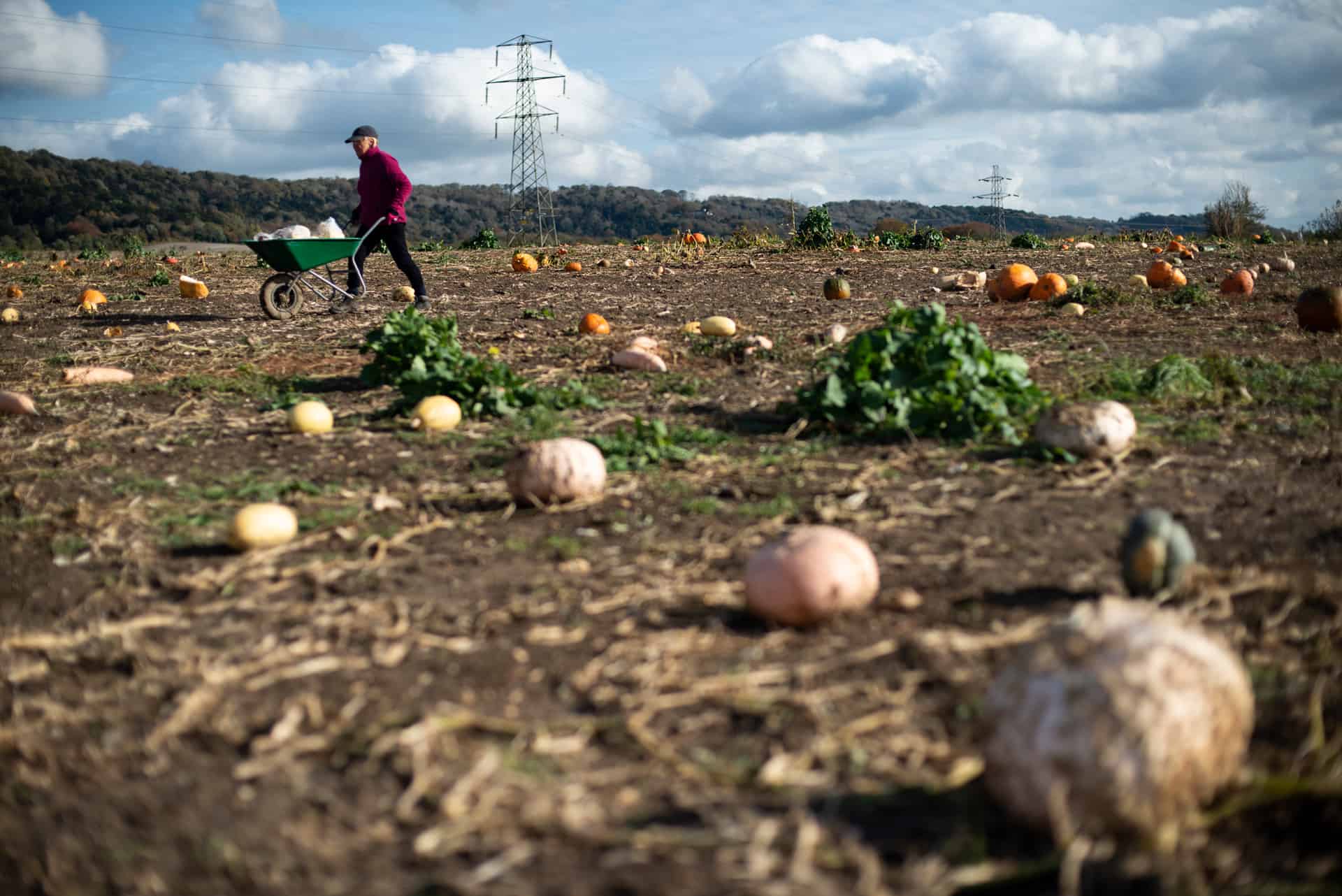 Gleaning pumkins and squashes - Documentary Photography by Chris King for Open Eye Media
