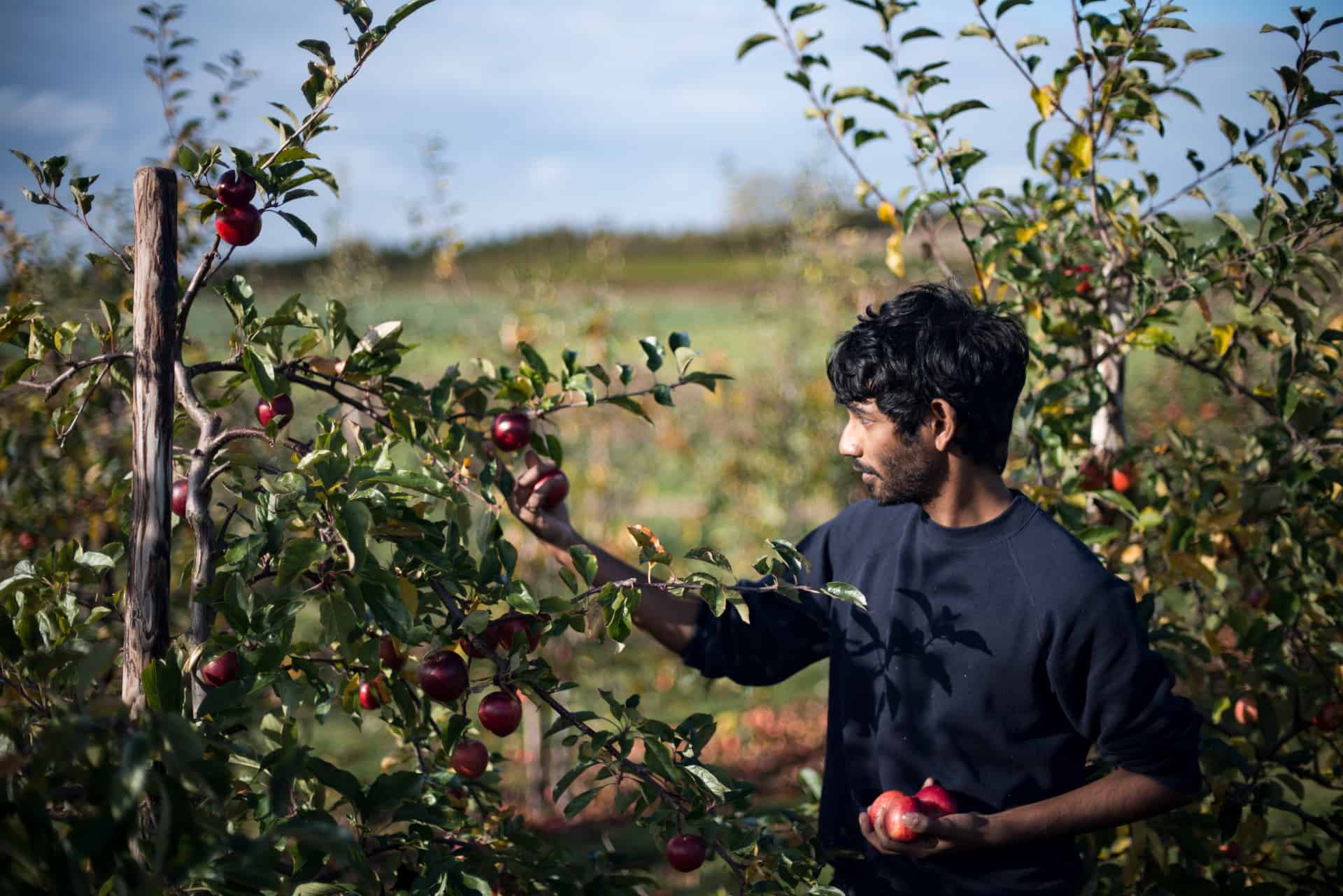 Gleaning to reduce food waste - Documentary Photography by Chris King for Open Eye Media